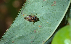 Tropidosteptes