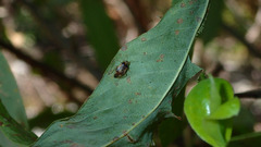 Tropidosteptes