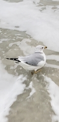 Larus delawarensis