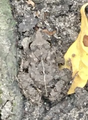 Pseudopaludicola falcipes