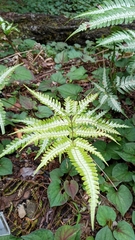Pteris argyraea