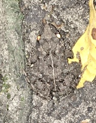 Pseudopaludicola falcipes