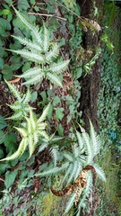 Pteris argyraea