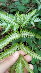 Pteris argyraea