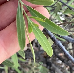 Alectryon oleifolius canescens