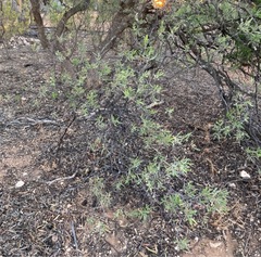 Alectryon oleifolius canescens