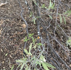 Alectryon oleifolius canescens