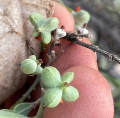 Alectryon oleifolius canescens