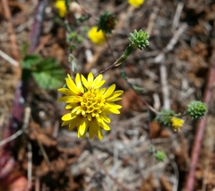 Lessingia germanorum