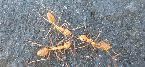 黄猄蚁（苏拉威西亚种）Oecophylla smaragdina selebensis