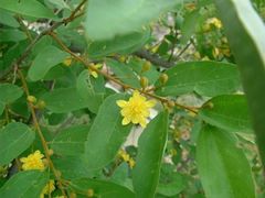 Grewia flavescens