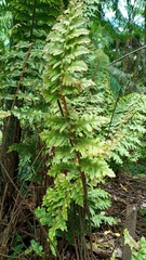 Nephrolepis exaltata