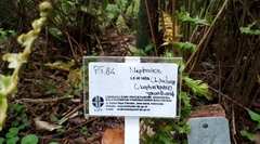 Nephrolepis exaltata