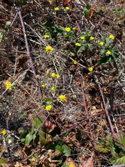 Lessingia germanorum