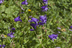 Campanula collina