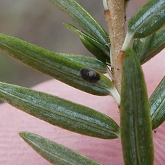 Abgrallaspis ithacae