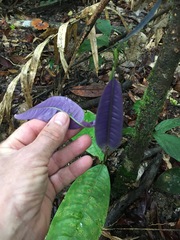 Lindsayomyrtus racemoides