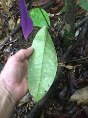Lindsayomyrtus racemoides