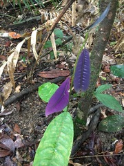 Lindsayomyrtus racemoides