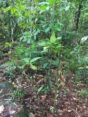 Lindsayomyrtus racemoides