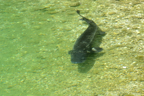 Russian Sturgeon