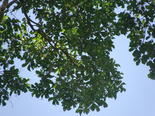 Image of Terminalia oblonga by (c) Alexis López Hernández, some rights reserved (CC BY)