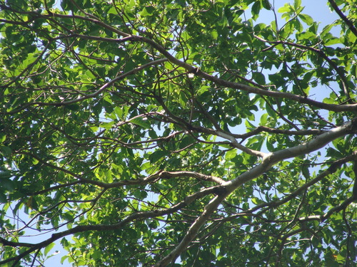 Image of Terminalia oblonga by (c) Alexis López Hernández, some rights reserved (CC BY)