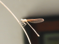 Hetaerina titia