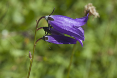 Campanula collina