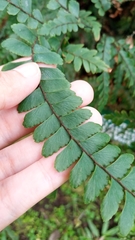 Adiantum hispidulum