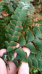 Adiantum hispidulum