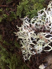 Platismatia stenophylla