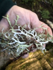 Platismatia stenophylla