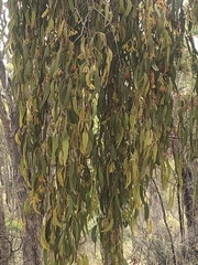 Amyema pendula