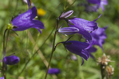 Campanula collina