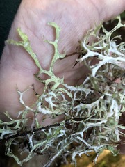 Platismatia stenophylla