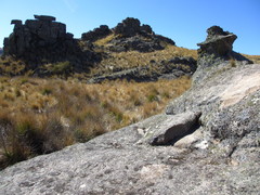 Poa stuckertii