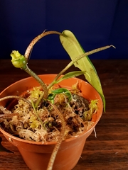 Peperomia distachyos