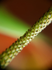 Peperomia distachyos