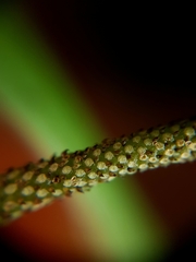 Peperomia distachyos