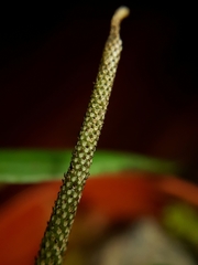 Peperomia distachyos