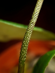 Peperomia distachyos