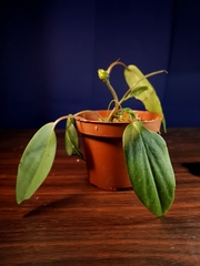 Peperomia distachyos