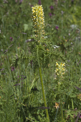 Pedicularis condensata