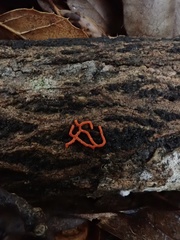 Willkommlangea reticulata