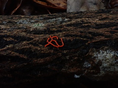 Willkommlangea reticulata