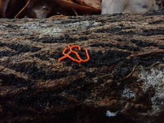 Willkommlangea reticulata