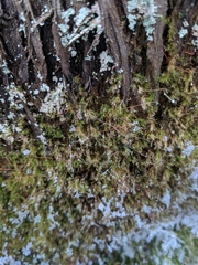 Leptobryum pyriforme