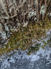 Leptobryum pyriforme