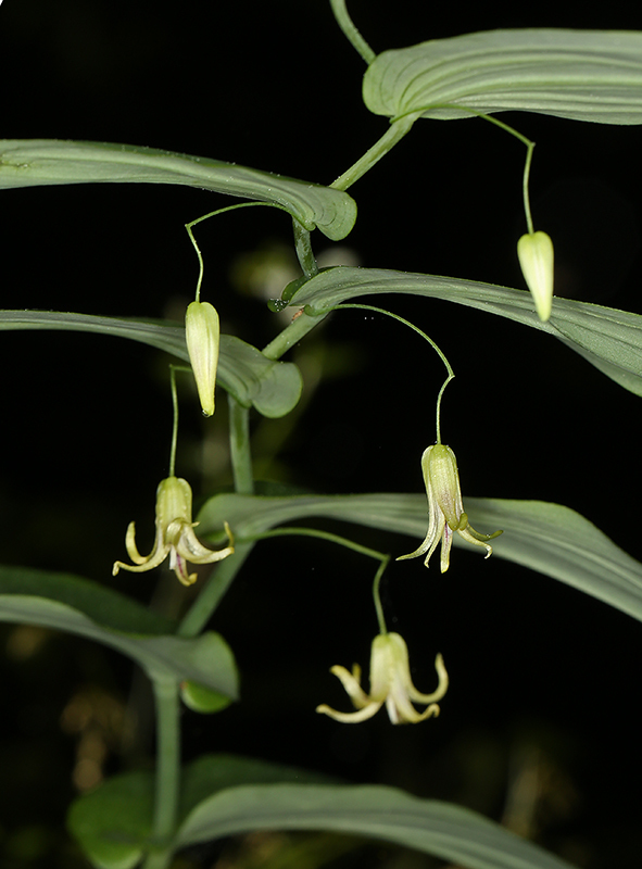 Streptopus amplexifolius